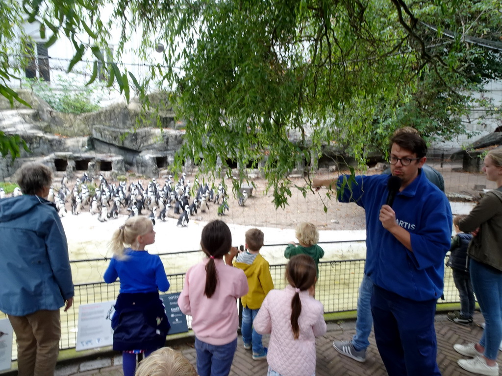 Zookeeper and African Penguins at the Royal Artis Zoo