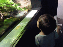 Max with Golden Mantellas at the Lower Floor of the Aquarium at the Royal Artis Zoo