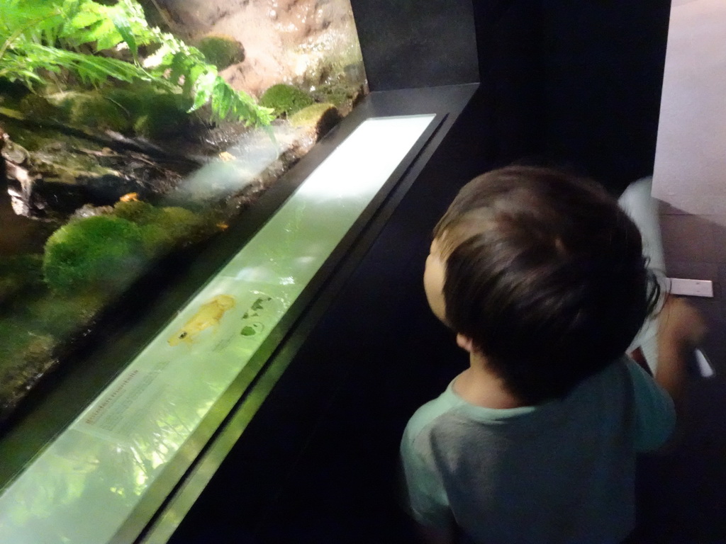 Max with Golden Mantellas at the Lower Floor of the Aquarium at the Royal Artis Zoo
