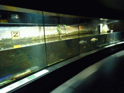 Aquarium based on an Amsterdam canal, at the Lower Floor of the Aquarium at the Royal Artis Zoo