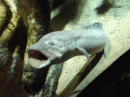 West African Lungfish at the Lower Floor of the Aquarium at the Royal Artis Zoo