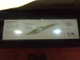 Explanation on the West African Lungfish at the Lower Floor of the Aquarium at the Royal Artis Zoo