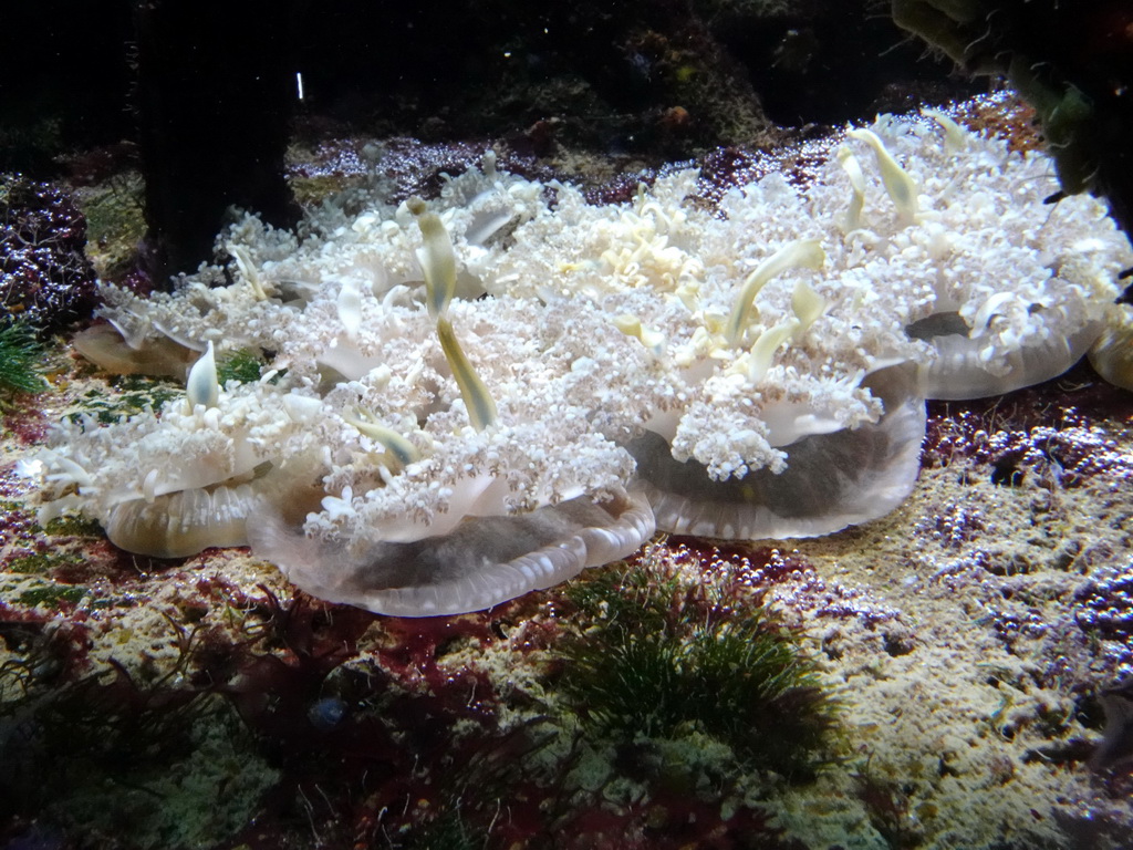 Upside-down Jellyfish at the Lower Floor of the Aquarium at the Royal Artis Zoo