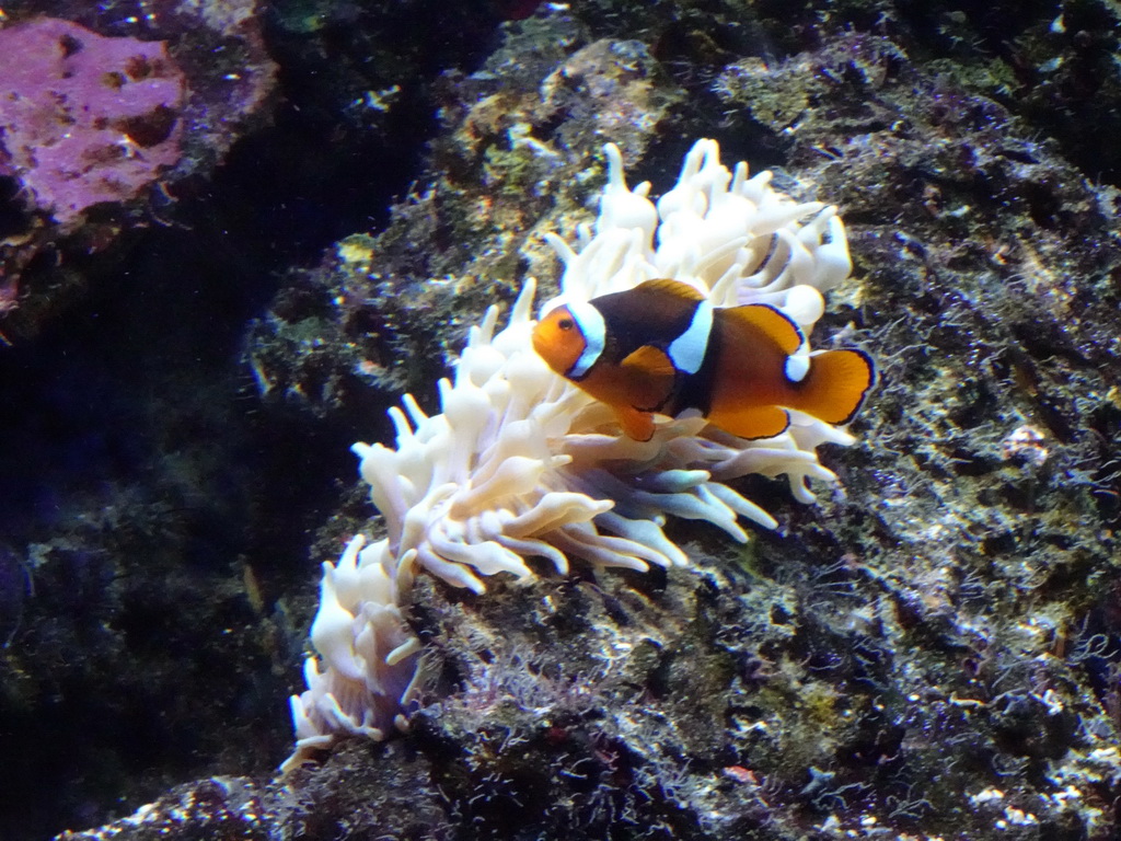 Clownfish and sea anemones at the Lower Floor of the Aquarium at the Royal Artis Zoo