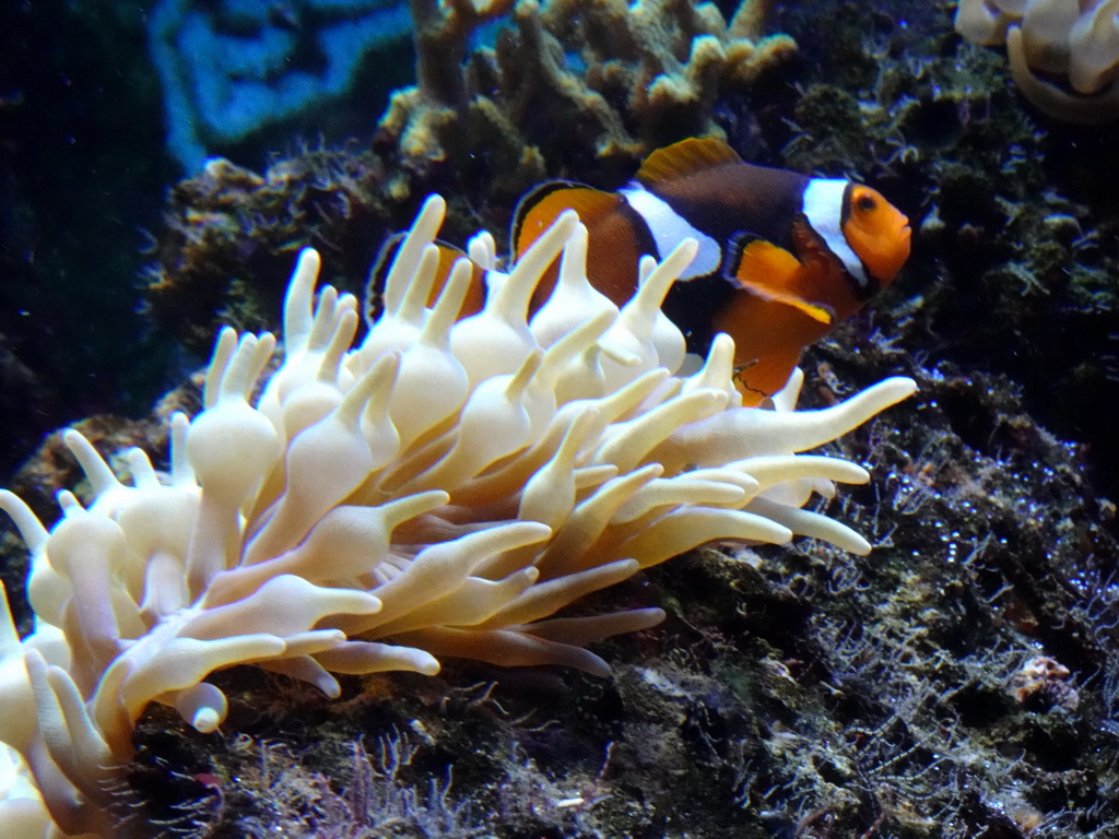 Clownfish and sea anemones at the Lower Floor of the Aquarium at the Royal Artis Zoo