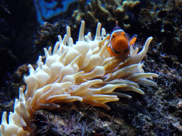 Clownfish and sea anemones at the Lower Floor of the Aquarium at the Royal Artis Zoo