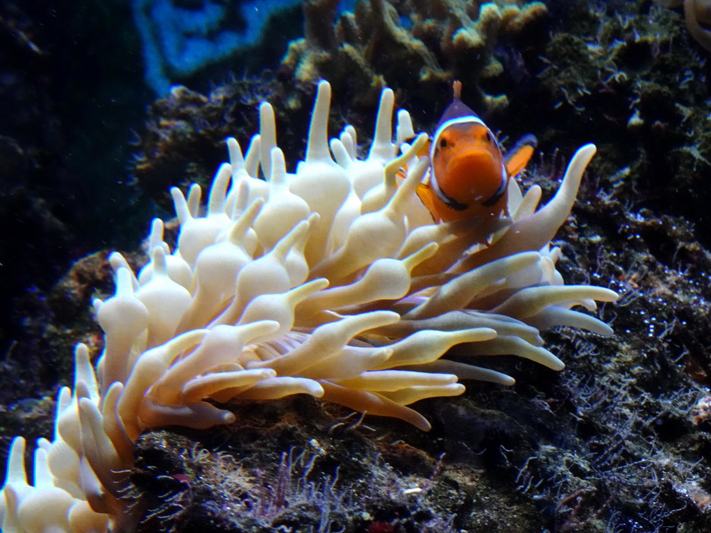 Clownfish and sea anemones at the Lower Floor of the Aquarium at the Royal Artis Zoo