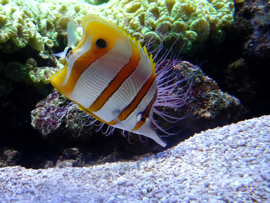 Fish and coral at the Lower Floor of the Aquarium at the Royal Artis Zoo