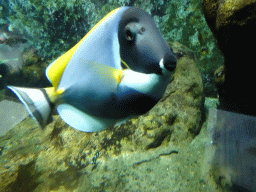 Fish at the Lower Floor of the Aquarium at the Royal Artis Zoo