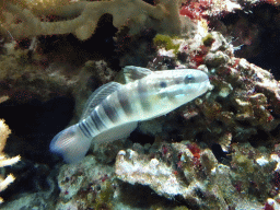 Fish at the Lower Floor of the Aquarium at the Royal Artis Zoo