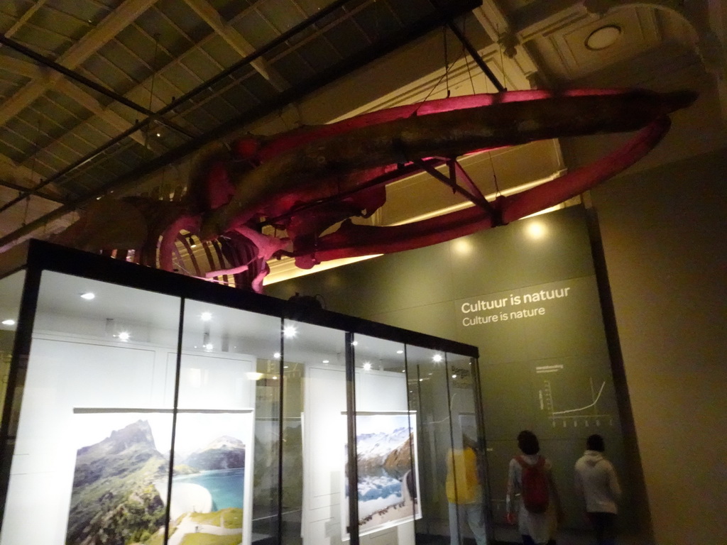 Whale skeleton at the Upper Floor of the Aquarium at the Royal Artis Zoo