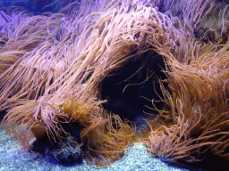 Sea anemones at the Upper Floor of the Aquarium at the Royal Artis Zoo