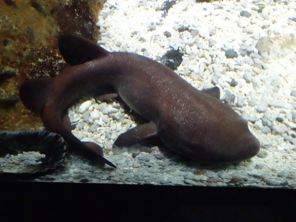 Short-tail Nurse Shark at the Upper Floor of the Aquarium at the Royal Artis Zoo