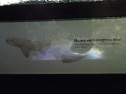 Explanation on the Short-tail Nurse Shark at the Upper Floor of the Aquarium at the Royal Artis Zoo