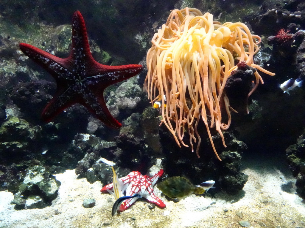 Fish, Starfish and sea anemones at the Upper Floor of the Aquarium at the Royal Artis Zoo