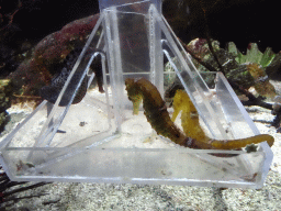 Seahorses at the Upper Floor of the Aquarium at the Royal Artis Zoo