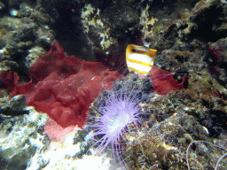 Fish and sea anemones at the Upper Floor of the Aquarium at the Royal Artis Zoo