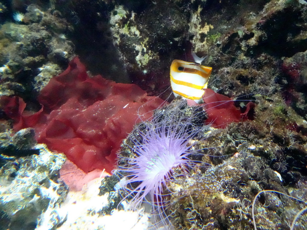 Fish and sea anemones at the Upper Floor of the Aquarium at the Royal Artis Zoo