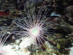 Sea anemones at the Upper Floor of the Aquarium at the Royal Artis Zoo