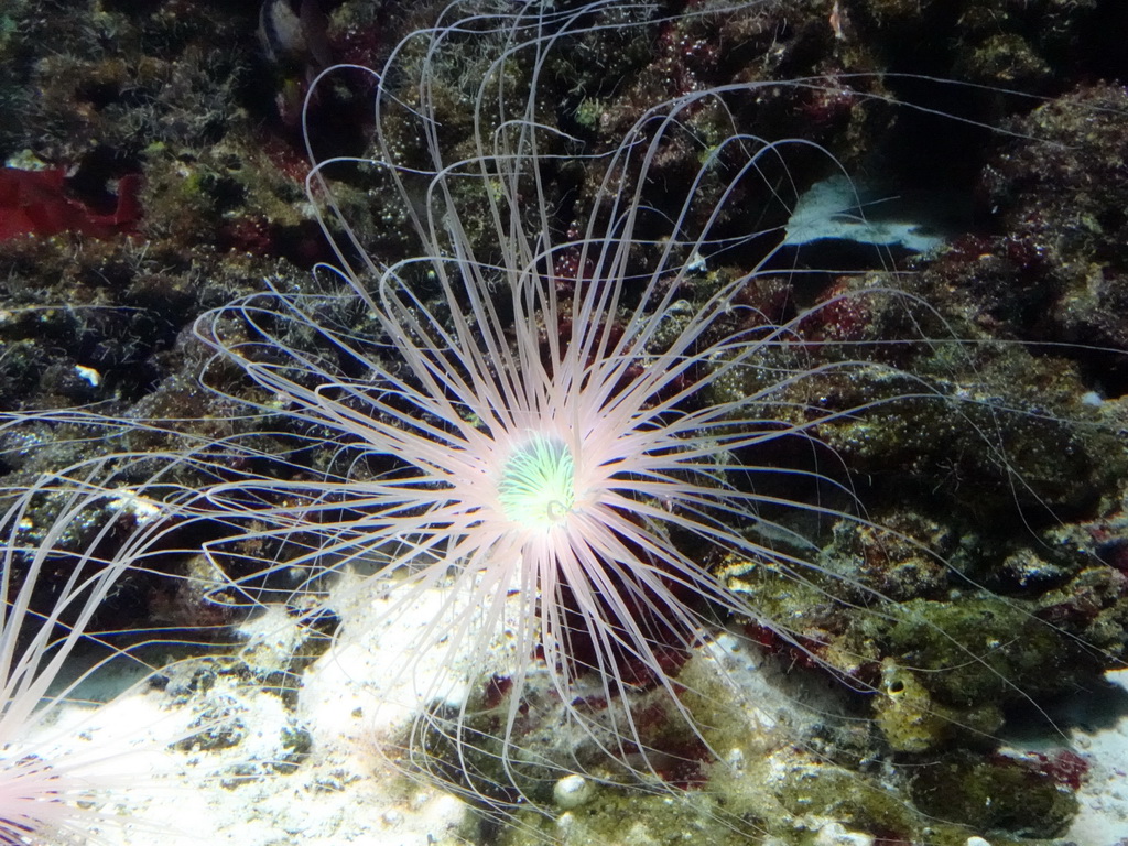 Sea anemones at the Upper Floor of the Aquarium at the Royal Artis Zoo