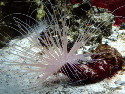 Sea anemones at the Upper Floor of the Aquarium at the Royal Artis Zoo