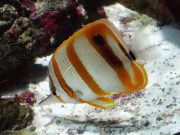 Fish and sea anemones at the Upper Floor of the Aquarium at the Royal Artis Zoo