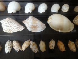 Shells at the Upper Floor of the Aquarium at the Royal Artis Zoo