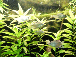 Fishes at the Upper Floor of the Aquarium at the Royal Artis Zoo