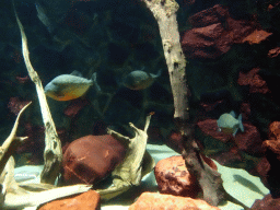 Piranhas at the Upper Floor of the Aquarium at the Royal Artis Zoo