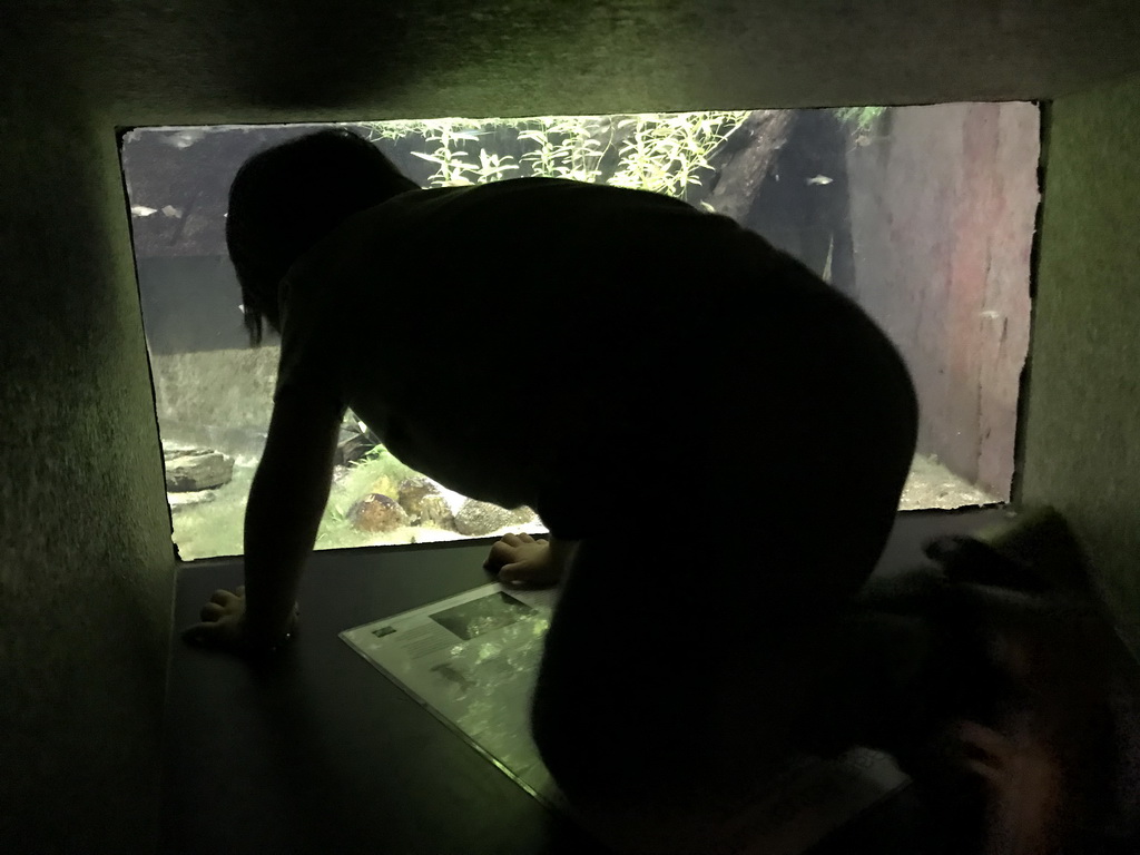 Max looking at fish at the Main Hall at the Upper Floor of the Aquarium at the Royal Artis Zoo