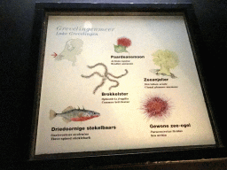 Explanation on the animals in Lake Grevelingen, at the Main Hall at the Upper Floor of the Aquarium at the Royal Artis Zoo