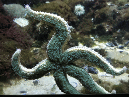 Starfish at the Main Hall at the Upper Floor of the Aquarium at the Royal Artis Zoo