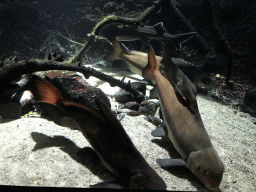 Chinese High-fin Banded Sharks and Sterlets at the Main Hall at the Upper Floor of the Aquarium at the Royal Artis Zoo