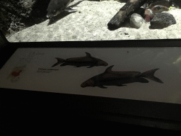 Explanation on the Chinese High-fin Banded Shark at the Main Hall at the Upper Floor of the Aquarium at the Royal Artis Zoo