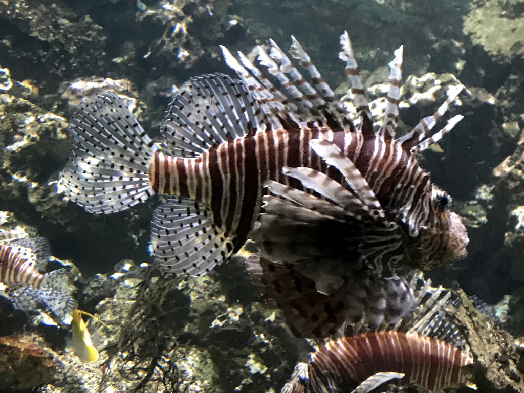 Lionfishes at the Main Hall at the Upper Floor of the Aquarium at the Royal Artis Zoo