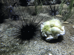 Sea Urchins at the Main Hall at the Upper Floor of the Aquarium at the Royal Artis Zoo