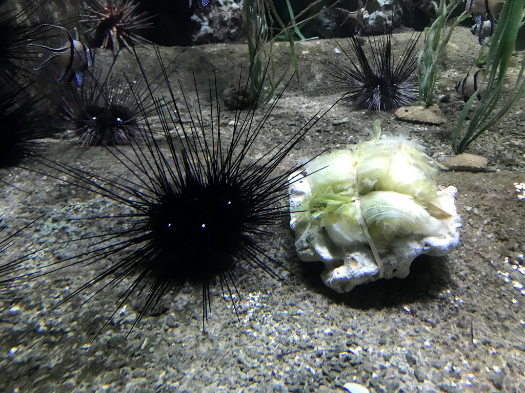 Sea Urchins at the Main Hall at the Upper Floor of the Aquarium at the Royal Artis Zoo