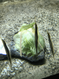 Shrimpfishes at the Main Hall at the Upper Floor of the Aquarium at the Royal Artis Zoo