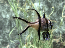 Fish at the Main Hall at the Upper Floor of the Aquarium at the Royal Artis Zoo