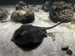 Stingray at the Main Hall at the Upper Floor of the Aquarium at the Royal Artis Zoo