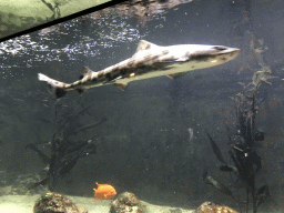 Shark and other fishes at the Main Hall at the Upper Floor of the Aquarium at the Royal Artis Zoo