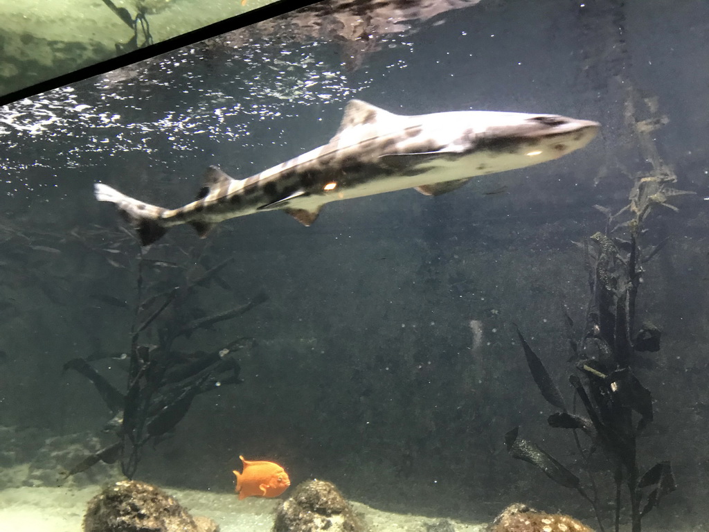 Shark and other fishes at the Main Hall at the Upper Floor of the Aquarium at the Royal Artis Zoo