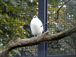 Bali Mynah at the Royal Artis Zoo