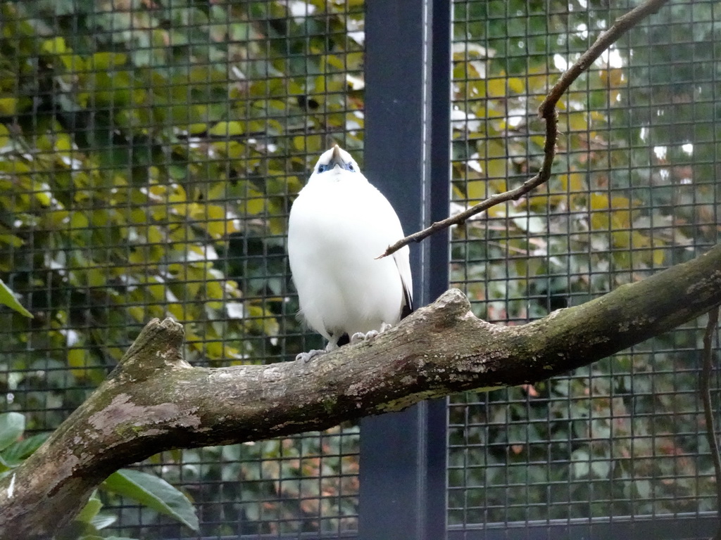 Bali Mynah at the Royal Artis Zoo