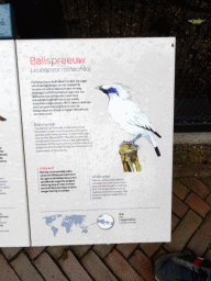 Explanation on the Bali Mynah at the Royal Artis Zoo