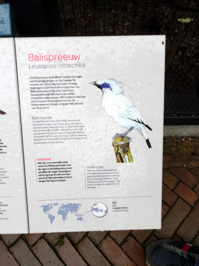 Explanation on the Bali Mynah at the Royal Artis Zoo