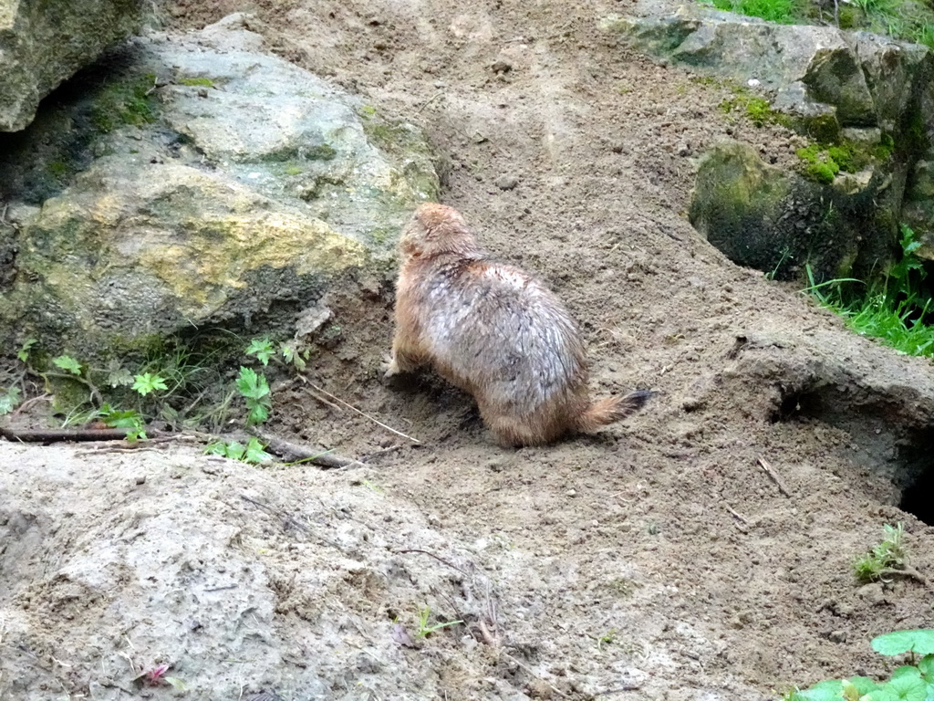 Black-tailed Prairie Dog at the Royal Artis Zoo