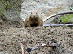 Black-tailed Prairie Dog at the Royal Artis Zoo