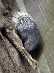 Porcupine at the Royal Artis Zoo