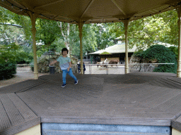Max on a platform in front of the Llamas and Alpacas at the Royal Artis Zoo